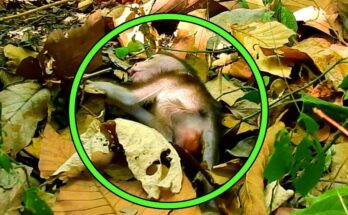 Slim Flees as Rival Monkey Troupe Overruns His Territory